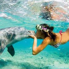 dolphin Hawaii